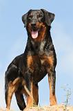 BEAUCERON 515